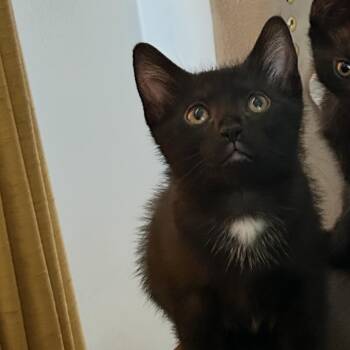 Loretta -  Domestic Short Hair Cat for Adoption in Ferndale, Michigan - Loretta | PetCurious
