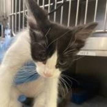 Domestic Short Hair Cats Available for Adoption in Flagstaff, Arizona - Zyke | PetCurious