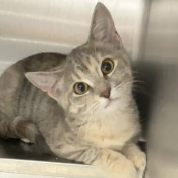 Spitfire -  Domestic Short Hair Cat for Adoption in Naperville, Illinois - Spitfire | PetCurious