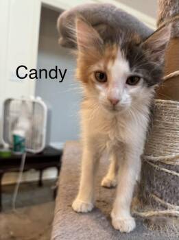 Candy -  Domestic Short Hair Cat for Adoption in Zimmerman, Minnesota - Candy | PetCurious