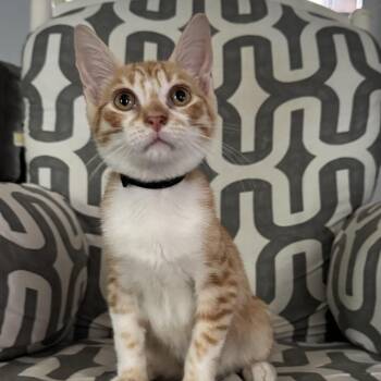 Flavia -  Domestic Short Hair Cat for Adoption in Houston, Texas - Flavia | PetCurious