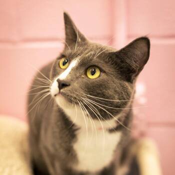 Chuck -  Domestic Short Hair Cat for Adoption in Lakewood, Colorado - Chuck | PetCurious