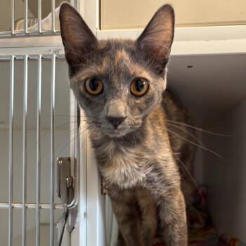 Dot Cake -  Domestic Short Hair Cat for Adoption in Naperville, Illinois - Dot Cake | PetCurious