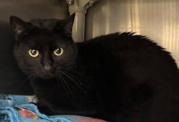 Rescue Domestic Short Hair Cats for Adoption in Annapolis, Maryland - BB (with Kewon) | PetCurious