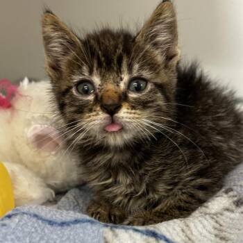 Parrot -  Domestic Short Hair Cat for Adoption in Phoenix, Arizona - Parrot | PetCurious