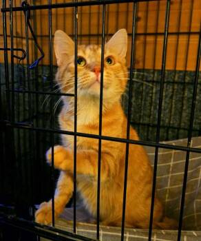 Velcro -  Domestic Short Hair Cat Available for Adoption in Metamora, Illinois - Velcro | PetCurious