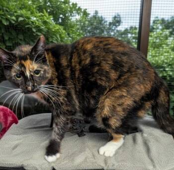 Domestic Short Hair Cats Available for Adoption in Fort Myers, Florida - Sophe | PetCurious