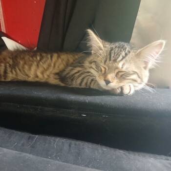 Rescue Domestic Short Hair Cats for Adoption in Lynchburg, Virginia - Fluffers | PetCurious