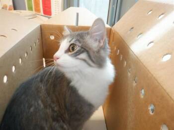 BILLIE JACK -  Domestic Medium Hair Cat for Adoption in San Jose, California - BILLIE JACK | PetCurious