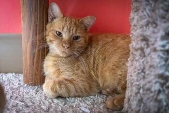 Gumbo (FCID# 08/10/2026 - 15 Trainer) -  Tabby Cat for Adoption in Greenville, Delaware - Gumbo (FCID# 08/10/2026 - 15 Trainer) | PetCurious