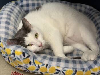 Cindy -  Domestic Short Hair Cat for Adoption in Wantagh, New York - Cindy | PetCurious