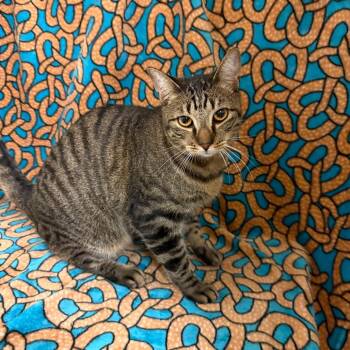Springs -  Domestic Short Hair Cat for Adoption in Newberg, Oregon - Springs | PetCurious