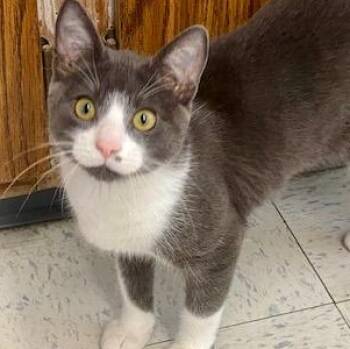 Niro -  Domestic Short Hair Cat for Adoption in Bonnyville, Alberta - Niro | PetCurious