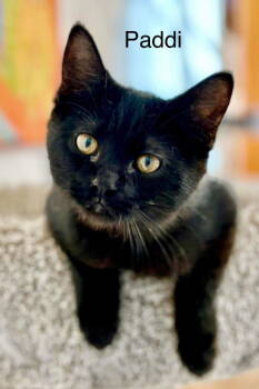 Rescue Domestic Short Hair Cats for Adoption in St. George, Utah - Molly (Paddi) | PetCurious