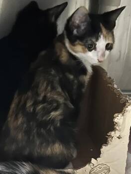 Muffin -  Domestic Short Hair Cat for Adoption - Muffin | PetCurious
