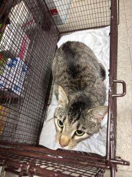 Domestic Short Hair Cats Available for Adoption in Sorrento, Louisiana - 26-0354C | PetCurious