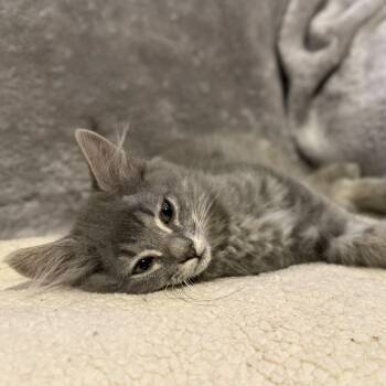 Koda -best friends with Nori, Luna, Marygold Levi -  Domestic Medium Hair Cat for Adoption in Austin, Texas - Koda -best Friends With Nori, Luna, Marygold Levi | PetCurious