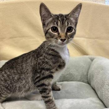 Elm -  Domestic Short Hair Cat for Adoption in Long Beach, California - Elm | PetCurious