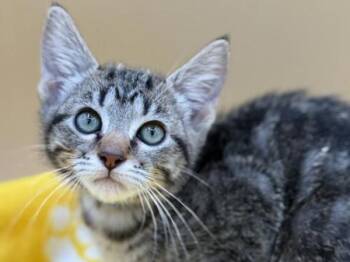 Pendant -  Domestic Short Hair Cat for Adoption in Portland, Oregon - Pendant | PetCurious