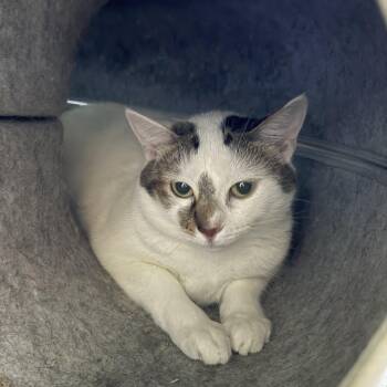 Rescue Domestic Short Hair Cats for Adoption in Hendersonville, Tennessee - Jade | PetCurious