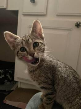 Domestic Short Hair Cats Available for Adoption - Tony | PetCurious