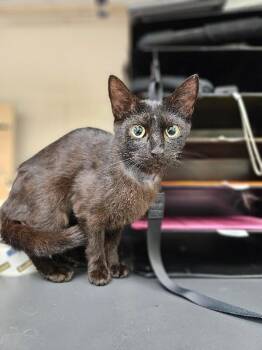 Domestic Short Hair Cats Available for Adoption in Disputanta, Virginia - Sabrina | PetCurious