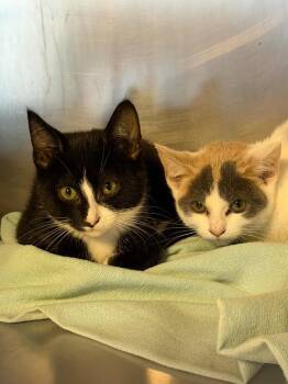 Dewey -  Domestic Short Hair Cat for Adoption in Port Jervis, New York - Dewey | PetCurious