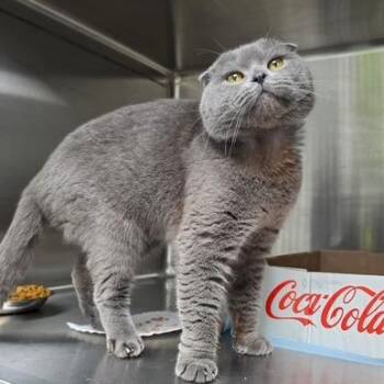 Cosmo -  Scottish Fold Cat for Adoption in La Grange, Kentucky - Cosmo | PetCurious