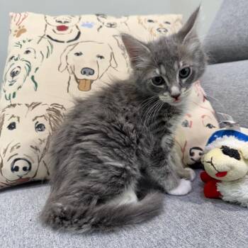 Domestic Medium Hair Cats Available for Adoption - Bongo | PetCurious