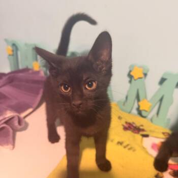 Bat Girl -  Domestic Short Hair Cat for Adoption in Shorewood, Illinois - Bat Girl | PetCurious