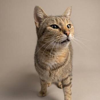 Torbie Cats Available for Adoption in Montclair, New Jersey - Tink | PetCurious