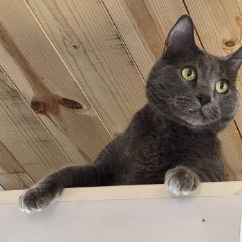 Domestic Short Hair Cats Available for Adoption - Jesse | PetCurious