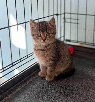Olivia, Oley and Mudge -  Domestic Short Hair Cat for Adoption in Warren, Ohio - Olivia, Oley And Mudge | PetCurious