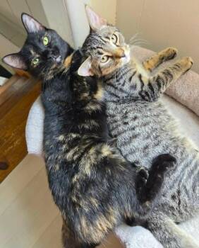 Arturo -  Domestic Short Hair and Tabby Cat for Adoption in Chertsey, Quebec - Arturo | PetCurious