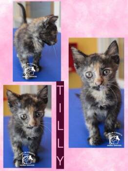 TILLY -  Domestic Short Hair Cat for Adoption in Kenansville, North Carolina - TILLY | PetCurious