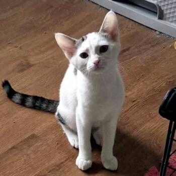 Betty White -  Domestic Short Hair Cat for Adoption - Betty White | PetCurious