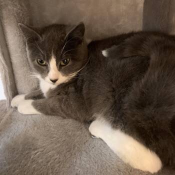 Cybill -  Domestic Short Hair Cat for Adoption in Saint Charles, Missouri - Cybill | PetCurious