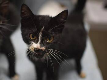 Romy -  Domestic Short Hair Cat for Adoption in Portland, Oregon - Romy | PetCurious