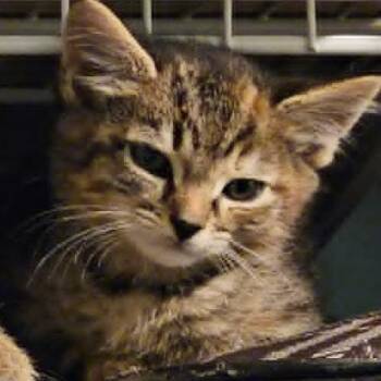 Domestic Short Hair Cats Available for Adoption in Fredericksburg, Virginia - Tooth Fairy Retribution | PetCurious