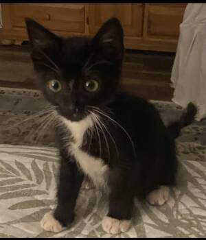 Batman -  Tuxedo and Domestic Short Hair Cat for Adoption in Magnolia Springs, Alabama - Batman | PetCurious
