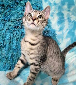 STAR-KNITE -  Domestic Short Hair Cat for Adoption in Powder Springs, Georgia - STAR-KNITE | PetCurious