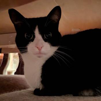 Rescue Domestic Short Hair Cats for Adoption - Quixotic | PetCurious