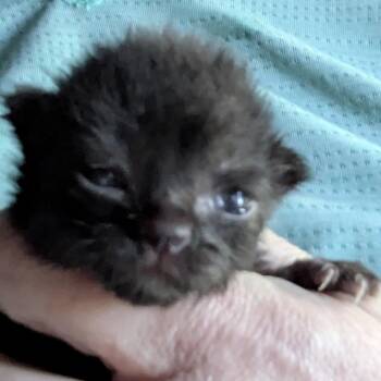 Crow -  Domestic Short Hair Cat for Adoption in Greenwood, Missouri - Crow | PetCurious