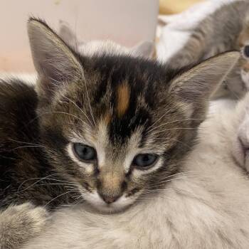Saguaro (26-3X-2) -  Domestic Short Hair Cat for Adoption in Rifle, Colorado - Saguaro (26-3X-2) | PetCurious