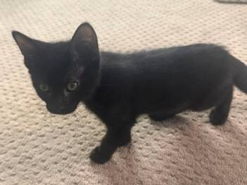 Toothless -  Domestic Short Hair Cat for Adoption in Salt Lake City, Utah - Toothless | PetCurious