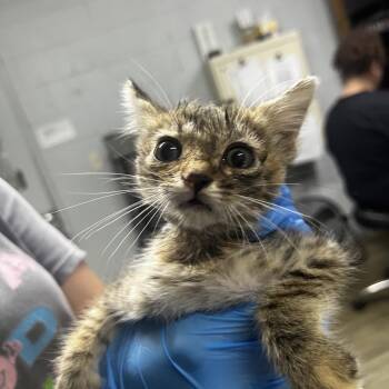 Crumb -  Domestic Short Hair Cat for Adoption in Summerville, South Carolina - Crumb | PetCurious