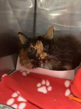 NEBULA -  Domestic Short Hair Cat for Adoption in Doral, Florida - NEBULA | PetCurious