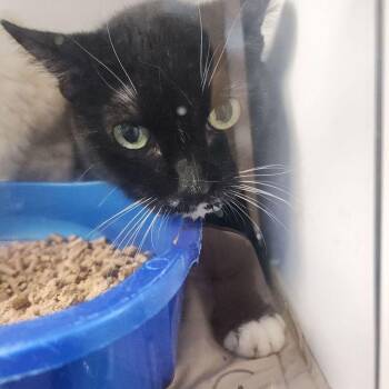 Torrie -  Domestic Medium Hair Cat for Adoption in Kingman, Arizona - Torrie | PetCurious