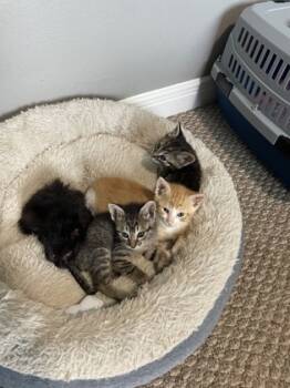Rescue Domestic Short Hair Cats for Adoption in Houston, Texas - Nori | PetCurious