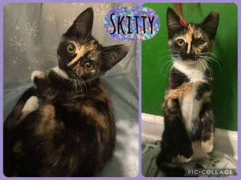 Skitty -  Domestic Short Hair Cat for Adoption in Evans, Georgia - Skitty | PetCurious